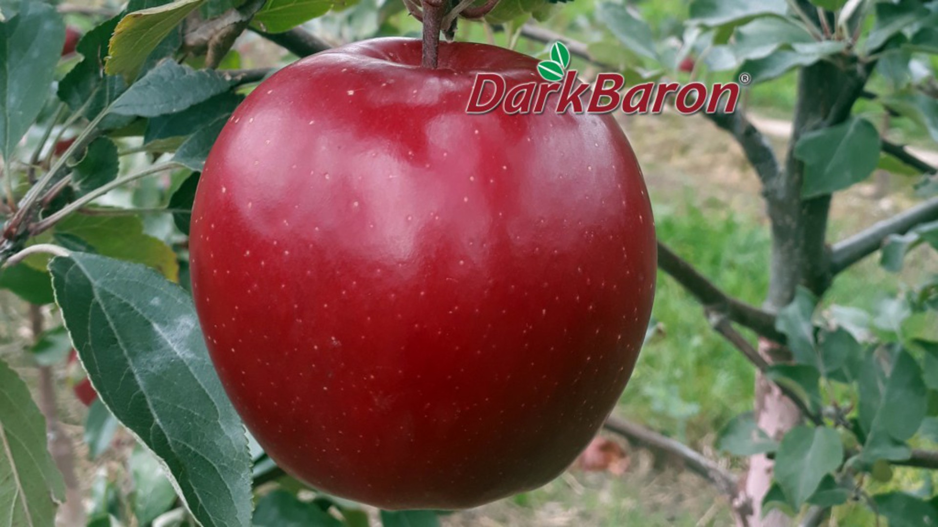 Dark Baron Gala M111